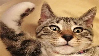 Funny animal videos 2023😆 Funny cat videos and dogs - Funny animals 287