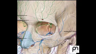 Simplified 3D anatomy of Inferior Orbital Fissure and its connection to Infratemporal Fossa (ITF)