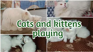 Funny cats and cute kittens playing compilation for laugh ! | Thecatslover|
