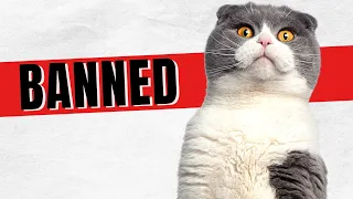 Should Scottish Fold Cats Be Banned? It's Complicated!