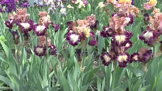 Our iris collection