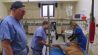 Foal Anesthesia with Dr John Hubbell