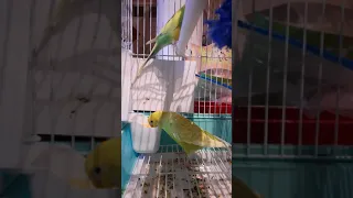 Two Budgies Eating