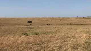 Cheetahs hunt and kill Grant gazelle