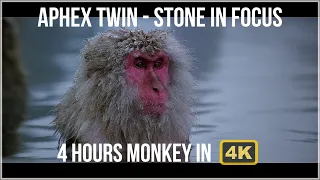 Aphex Twin  - Stone in Focus 4k 4hours Monkey Perfect Loop