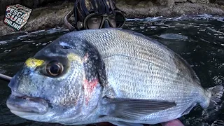 PESCA SUB : Orata Gigante e Polpi Pesca subacquea nel sottocosta SICILIA sea bream SPEARFISHING 2021