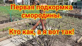 Первая подкормка смородины  Кто как, а я вот так