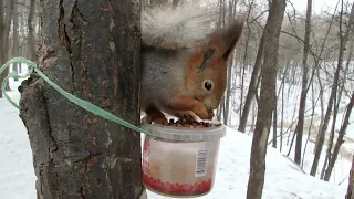 Показываю кого испугалась белка / I show you who the squirrel was afraid of