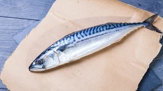 How To Revive a Fish