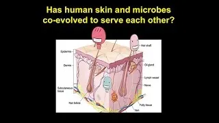 CARTA: Unique Features of Human Skin–Skin a Window into the Evolution of the Human Super-Organism