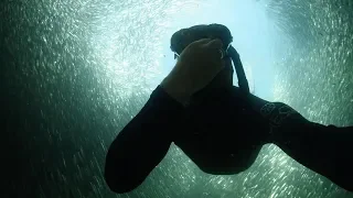 Diver Swims Through Bait Ball