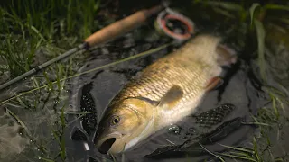 Spring Fly Fishing | Chub, Asp & Barbel | Muškárenie 2020