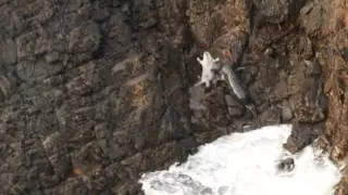 03 Grey Seal pup on Skomer getting up cliff