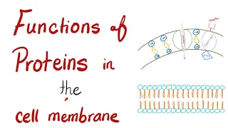 Functions of Proteins in the Cell Membrane