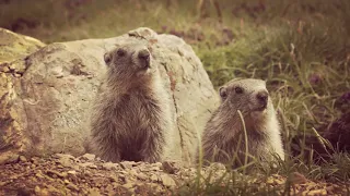 The Woodchuck Song Remix - AronChupa, Little Sis Nora, Alejandro AT (Video Oficial)