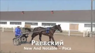 Рысистая лошадь - рысак Раевский (New And Notable -- Роса)