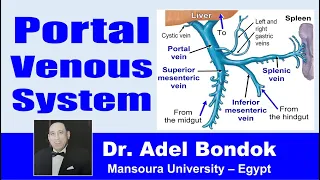 Portal Venous System and Portal Vein, Dr Adel Bondok