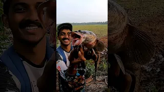 Full Video In First Comment.. 👇👇👇 | snakehead fishing videos | traditional fishing videos | fishing