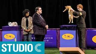 The Westminster Cat Show - Studio C