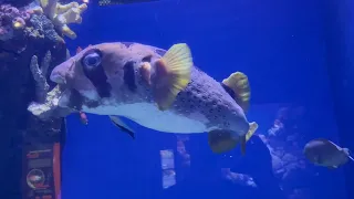 Cairn's Aquarium