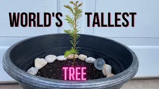 Planting the World's Tallest Tree II Coast Redwood II Sequoia sempervirens