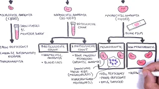 Anaemia (anemia) - classification (microcytic, normocytic and macrocytic) and pathophysiology