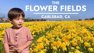 The Flower Fields in Carlsbad Ranch, California - Visiting at Spring Bloom with Kids
