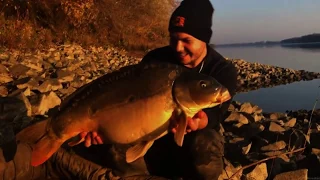 Wild Carp Fishing in river  20kg over   -  Sportex Team Hungary