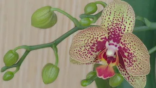 ЛУЧШИЙ ПОМОЩНИК орхидеи УХОД! ВЫРАЩИВАНИЕ ПЫШНОЙ орхидеи! ДОМАШНИЕ цветоносы орхидеи ВАС УДИВЯТ!