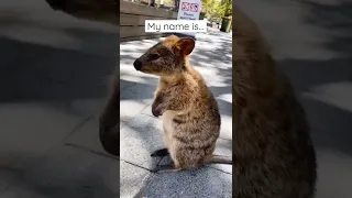 Australia’s cutest animal! #shorts #cute #australia