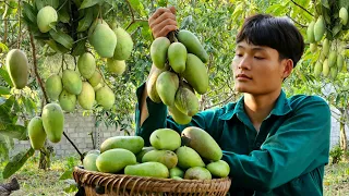 Harvest mango, Go to market to sell, My daily life, Forest life