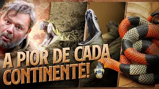 AS SERPENTES MAIS PEÇONHENTAS DE CADA CONTINENTE! | RICHARD RASMUSSEN