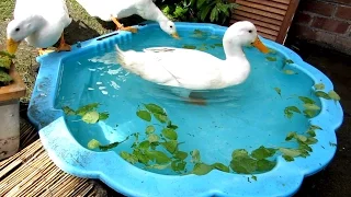 My daily duck routine