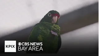 Protecting the critically endangered Puerto Rican parrot