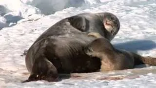 Introduction to Weddell Seals