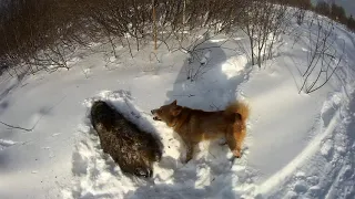 Охота на кабана с карело финской лайкой.