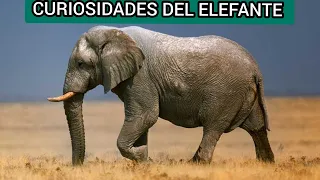 ¿Cuántos tipos de elefantes existen?|Curiosidades del ELEFANTE| CURIOSIDADES DEL REINO ANIMAL.