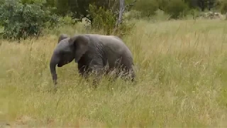 Scary baby elephant charge