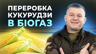 ПЕРЕРОБКА КУКУРУДЗИ- КОЛИ БІОГАЗ БУДЕ ВИРОБЛЯТИ КОЖЕН ФЕРМЕР? #кукурудза