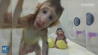 World's first cloned monkeys join wild tribe