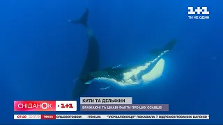 День китів і дельфінів: вражаючи факти про водних ссавців