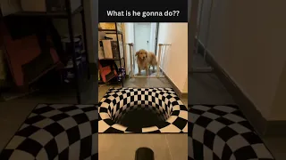Illusion on rug confuses this pup! #shorts #funnydogs #illusion