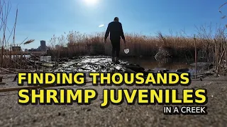 【Nature Addict Vlog】Finding Thousands Shrimp Juveniles in a Creek 👀🦐 #adventure #explore
