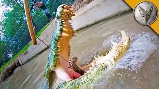 Crocodile Feeding FRENZY!