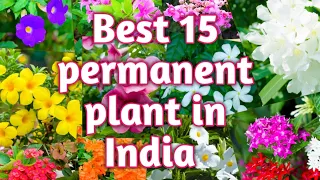 Best 15 Permanent plant in India || Hardy flowering plant for summer garden