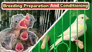 Preparing for the Breeding Season | Conditioning the Birds