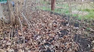 Фундук Трапезунд в Крыму.Саженцы своими руками.Краткий курс.Февраль 2023.