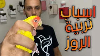 أهم الأسباب يلي رح تخليك تعشق ببغاء الروز ..