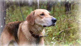 Охота на зайца с гончими. Трудовой зайчик попался, но охота закончилась трофеем!