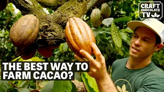 Cacao Farm Comparison | Ep.82 | Craft Chocolate TV